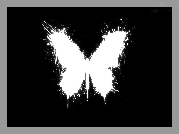 Czarne, Tło, Biały, Motyl