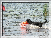 Owczarek francuski Beauceron, woda