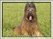 Owczarek francuski Briard