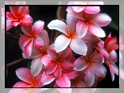 Plumeria, Hawajski, Kwiat