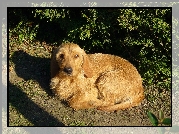 skulony, Basset Fauve de Bretagne