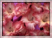 Mieczyki Gladiolus