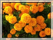 Aksamitka wyniosła, Tagetes erecta