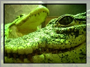 Zielony, Aligator