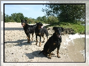 Trzy, czarne, Owczarki francuskie Beaucerony