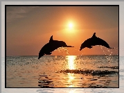 Dwa, Delfiny, Zachód, Słońca, Woda