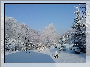 Zima, Śnieg, Las