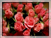 Bukiet, Kwiatów, Róże