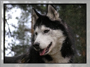 postawione, uszy, Siberian Husky