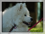 Samojed, serduszko, smycz