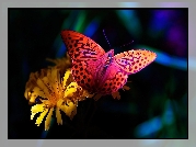 Motyl, Kolorowy, Kwiat