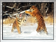 Walczące, Tygrysy, Śnieg