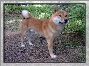 Shiba inu