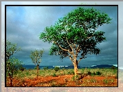 Drzewo, Step, Afryka