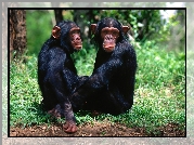 Szympansy