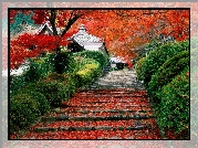Dom, Japonia, Drzewo, Schody, Li�cie
