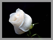 Biała, Nierozwinięta, Róża