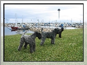 trzy, Kerry blue terrier