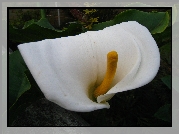 Zantedeschia