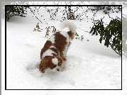 Rudo-biały, King Charles Spaniel, śnieg