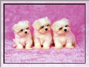 Trzy, Psiaki, Bichon frise