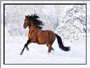 Galopujący, Koń, Śnieg