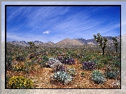 Pustynia, Bloom, Kalifornia