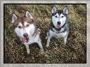 czarny, brązowy, Siberian Husky