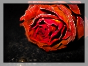 Róża, Fraktal