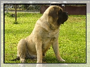 suka, Mastif angielski, Mastiff