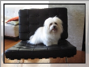 Coton de Tulear, fotel