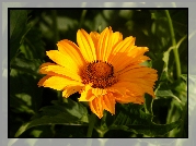 Helianthus