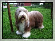 Zadbany, Bearded collie