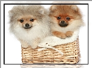 Psy, Koszyk, Szpice miniaturowe, Pomeraniany