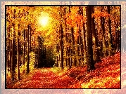 Las, Jesień, Liście