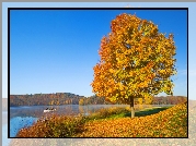 Jesień, Drzewo, Jezioro, Liście