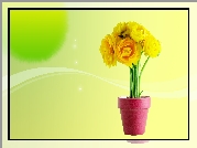 Żółte, Kwiaty, Doniczka