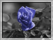Niebieska, Róża, Listki