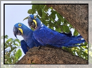 Niebieskie, Papugi, Drzewo, Skrzydła