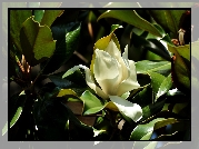 Magnolia, Kwiat, Liście