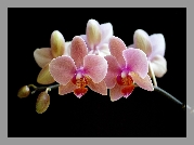 Gałązka, Orchidei