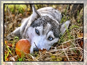 Błękitne, Oczy, Siberian Husky