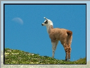 Lama, Wzgórze