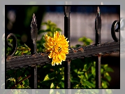 Żółty, Kwiat, Metalowe, Ogrodzenie
