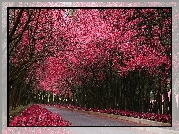 Droga, Kwitnące, Różowe, Drzewa