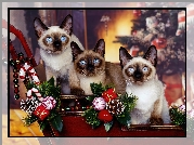 Trzy, Piękne, Koty, Świąteczna, Atmosfera