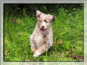 Szczeniak, Owczarek australijski, Australian shepherd