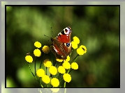 Motyl, Rusałka pawik, Żółte, Kwiaty