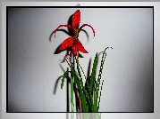 Czerwony, Kwiat