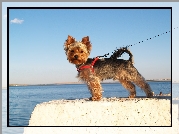 Piesek, Yorkshire Terrier, Smycz